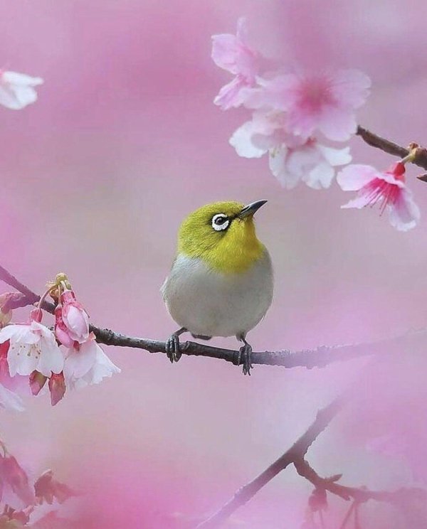 японская белоглазка