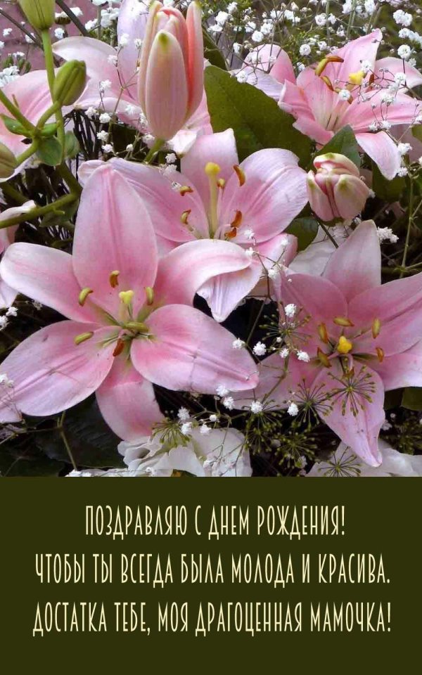 лилии цветок