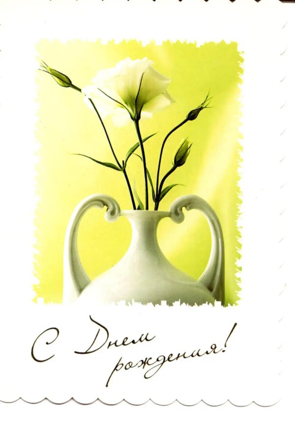 эустома белая