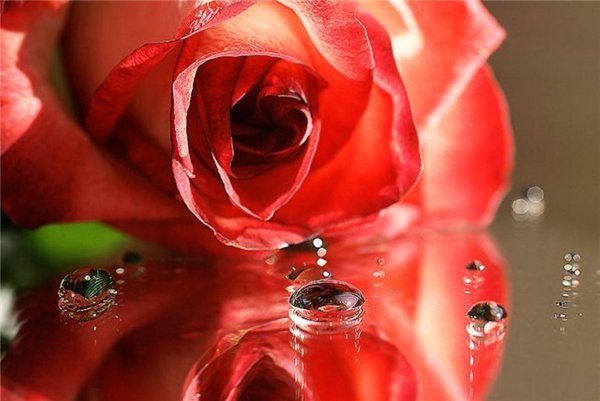 роза капелька