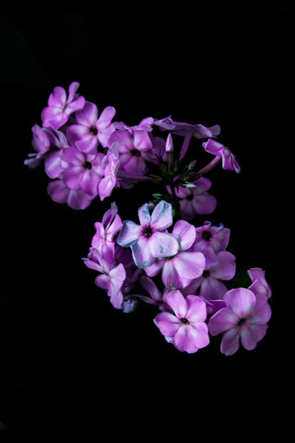 фиолетовые цветки