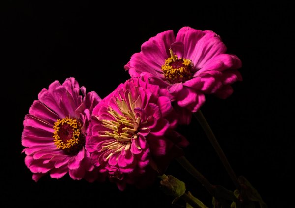 цветок на темном фоне