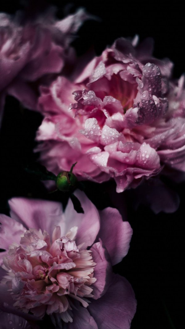 нежные пионы