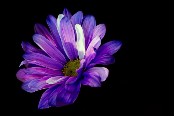 фиолетовые цветки