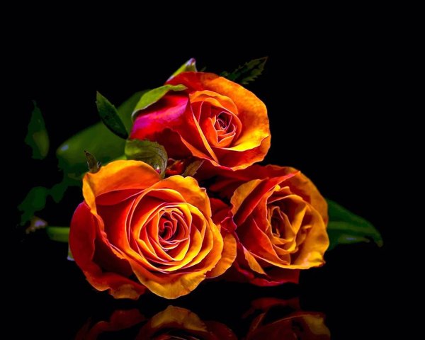 оранжево красные розы