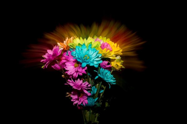 радужная одноголовая хризантема