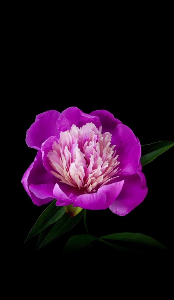 цветок пион