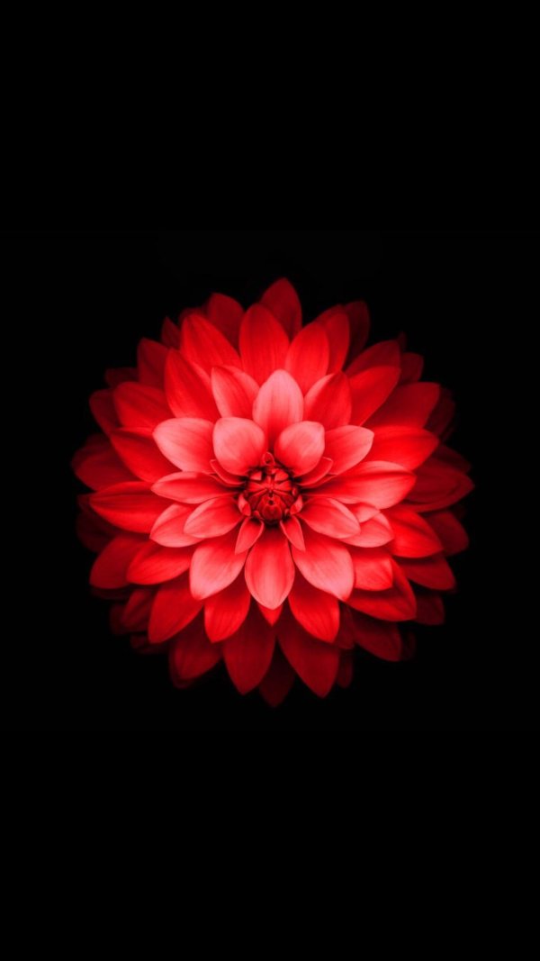 красные цветки