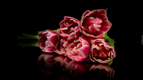 пионовидные тюльпаны