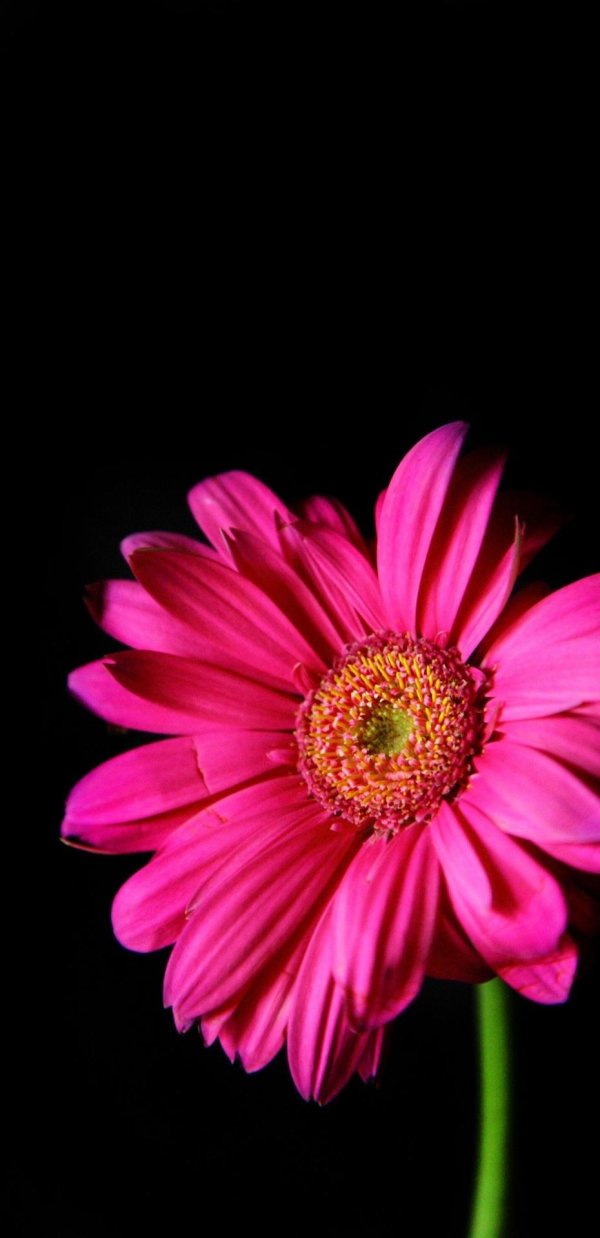 розовая гербера