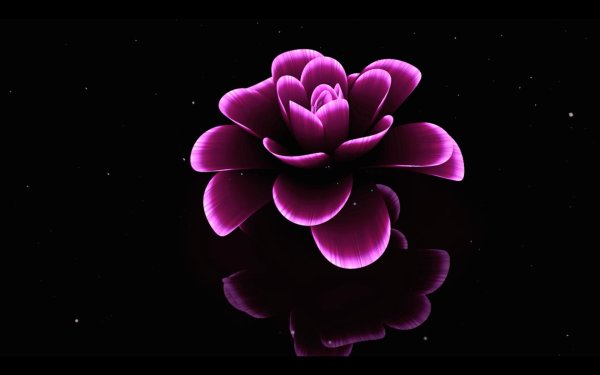 фиолетовые цветки