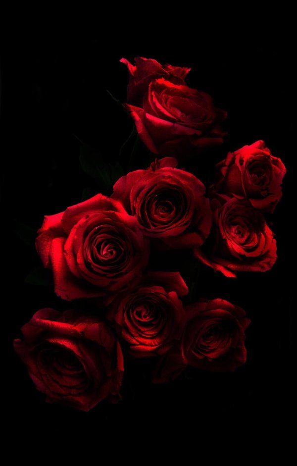 фон красные розы