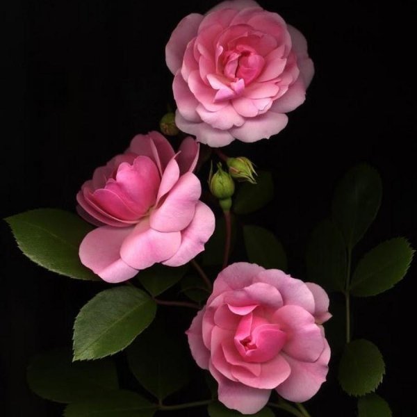 красивые розовые розы