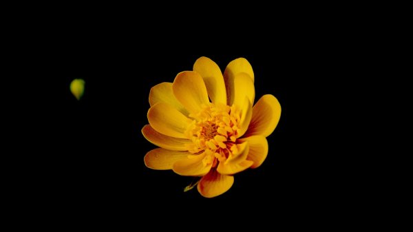 бархатцы цветки