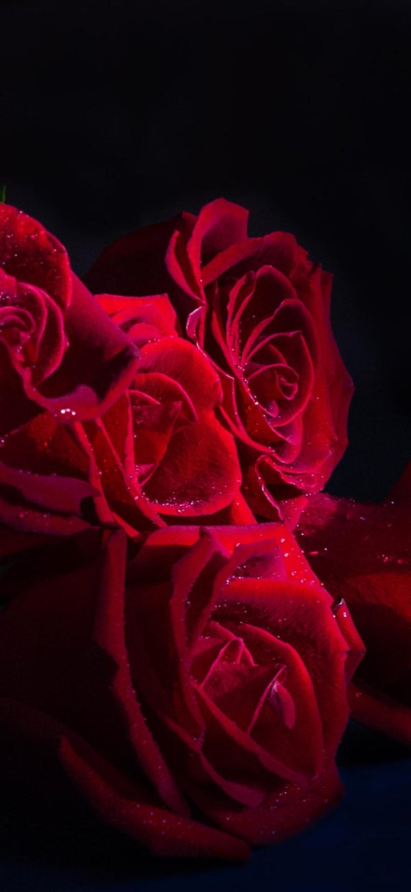 шикарные красные розы