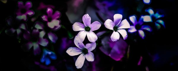 оксалис кислица