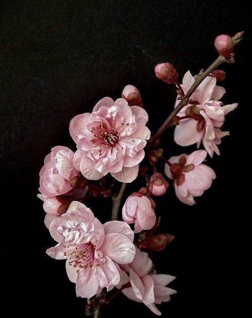 цветущие персики