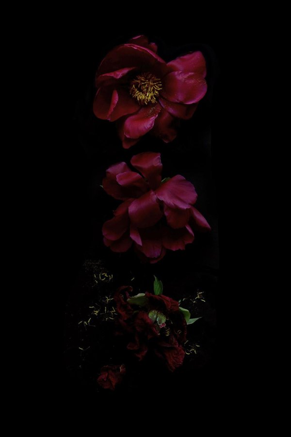 бордовые цветы