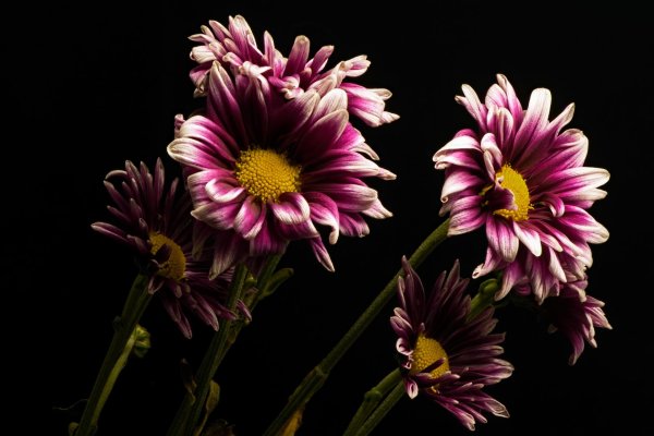 хризантемы бордовые