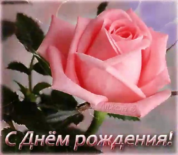 роза розовая