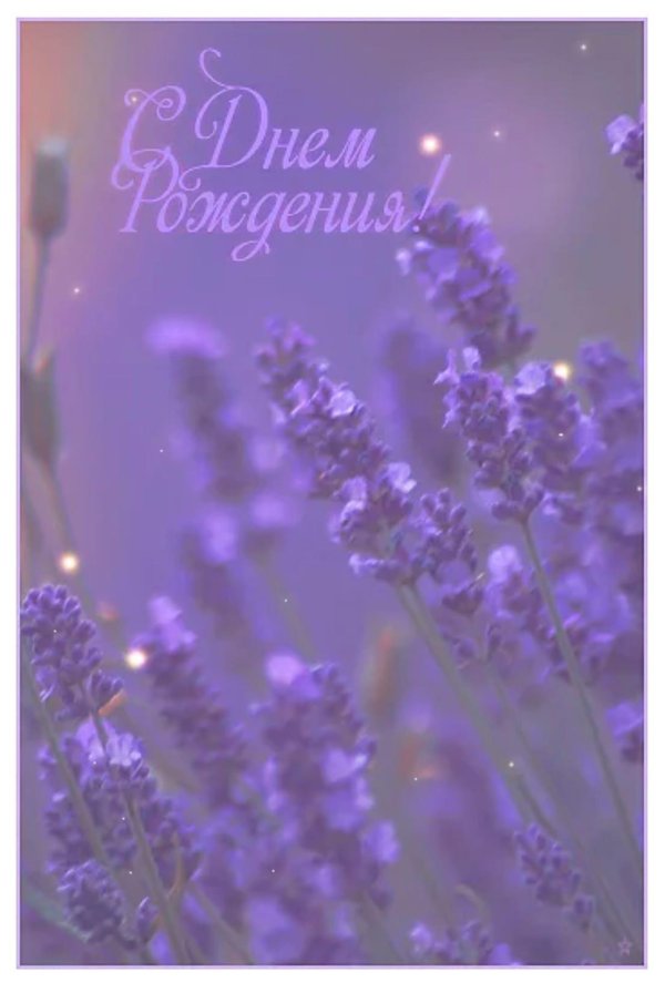 лаванда цветки