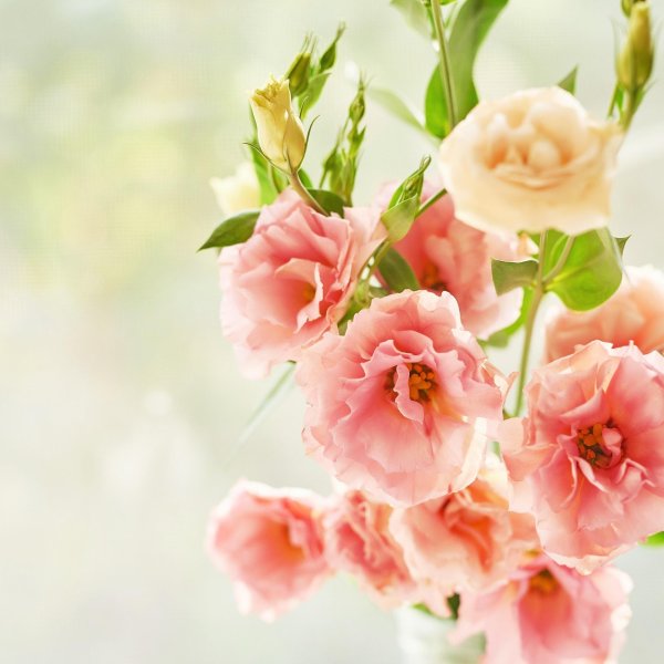 эустома цветок