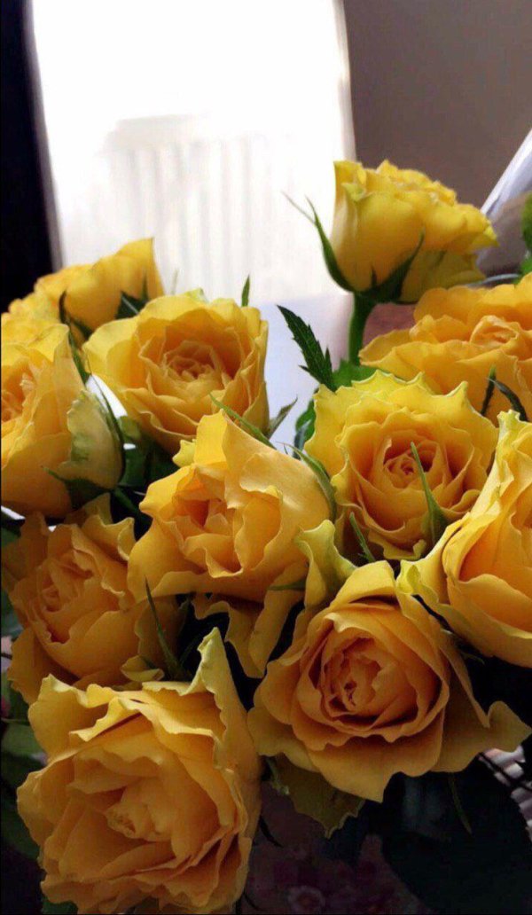 желто красная роза