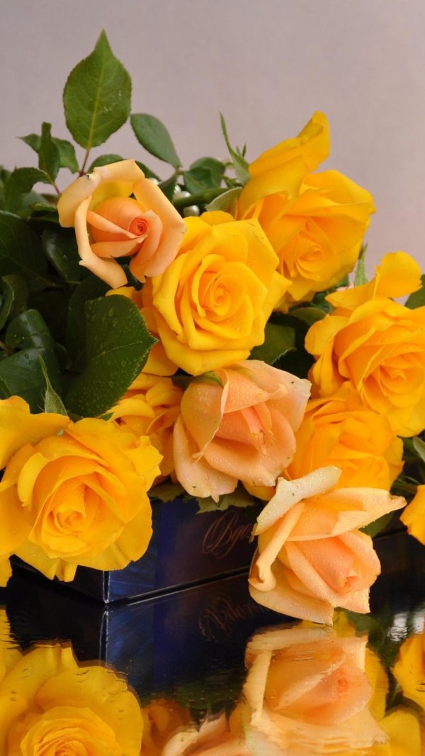 роза желтая