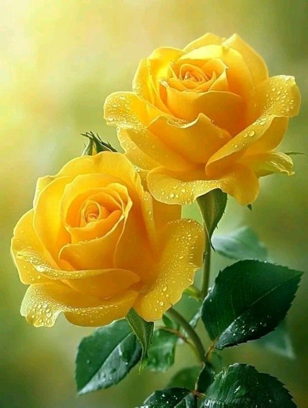 роза желтая