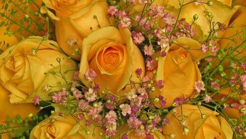 жëлтые цветы