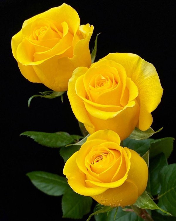 жëлтые цветы