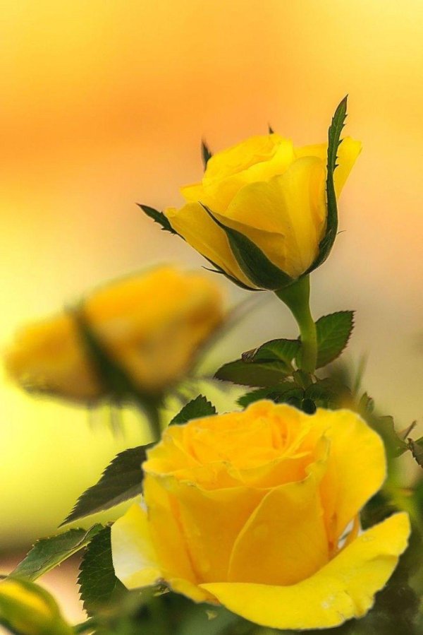 жëлтые цветы