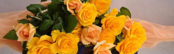 роза желтая