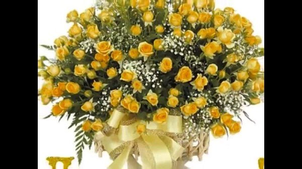 роза желтая