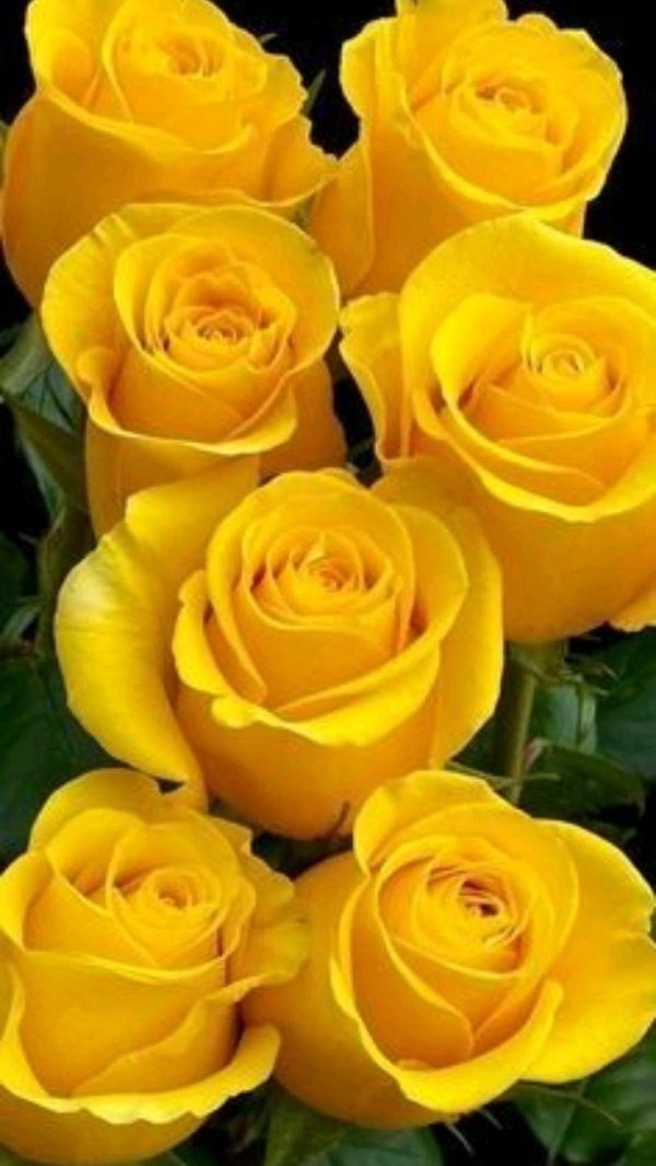 роза форевер