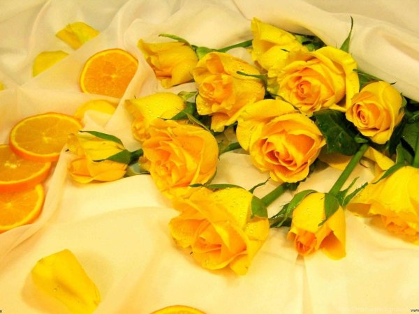 роза желтая