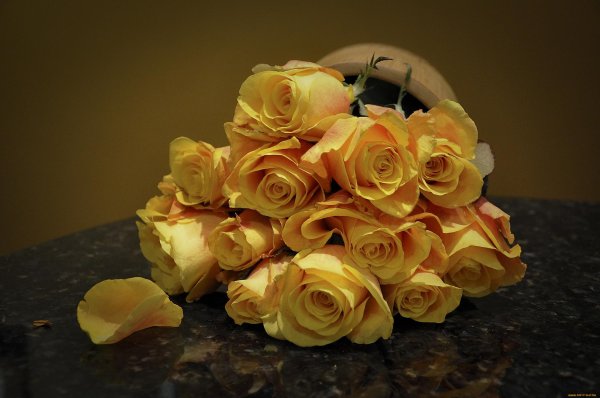 роза желтая