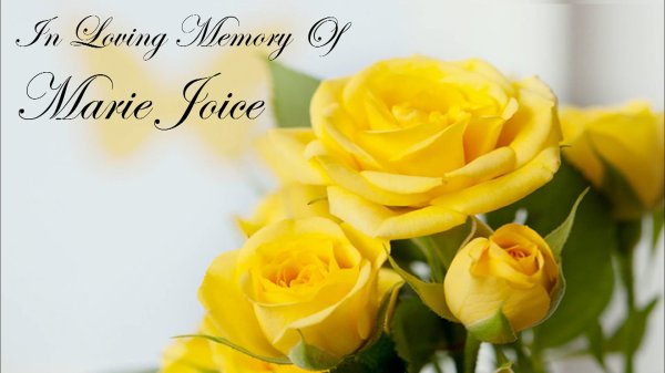 роза желтая