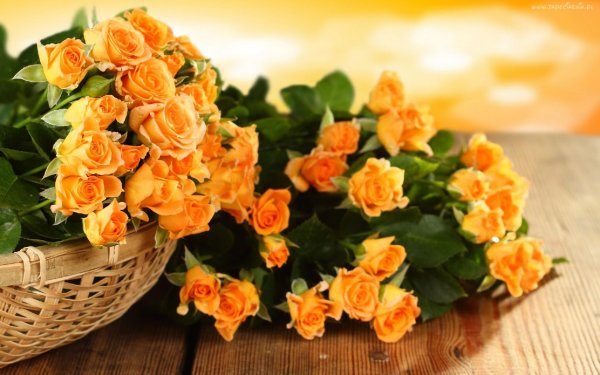 оранжевые кустовые розы