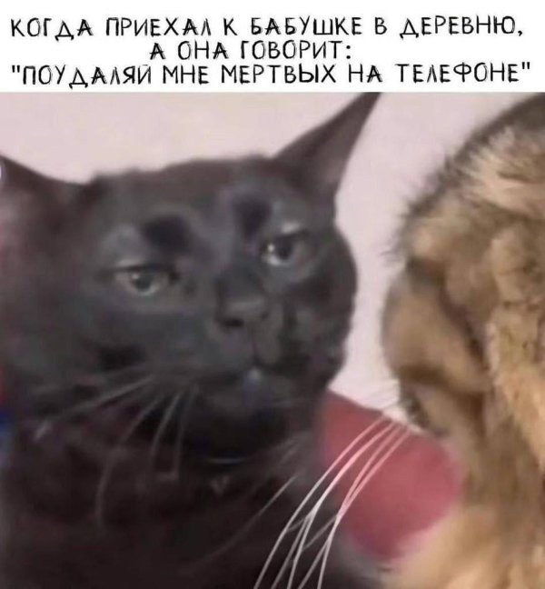 кошка недовольная