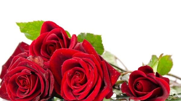букет красных роз на белом фоне