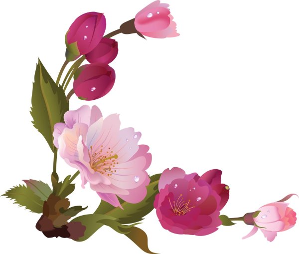 прозрачный фон цветы