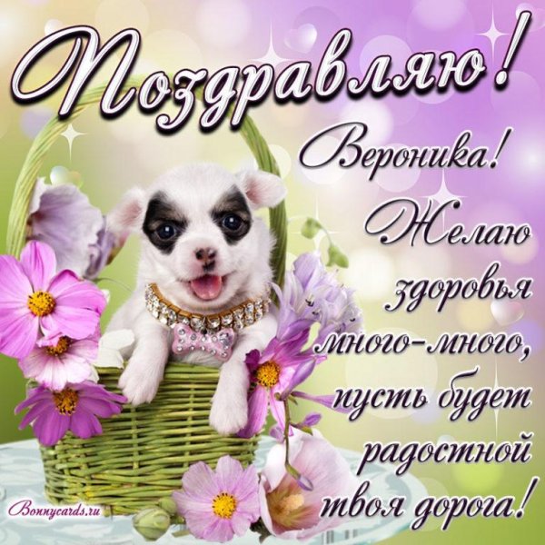 чихуахуа собака