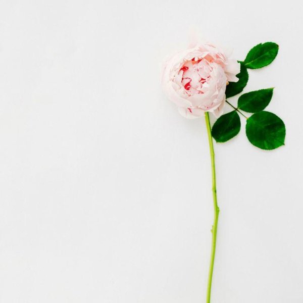 пиона цветок