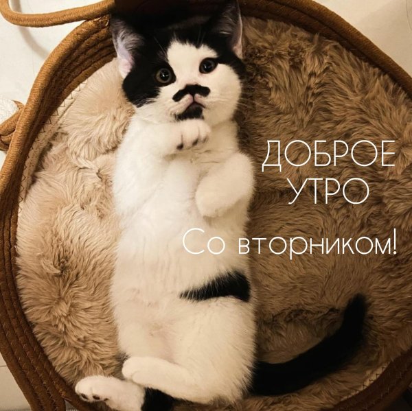 добрейшего вторника