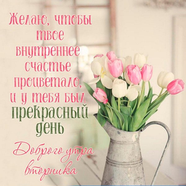 розовые тюльпаны