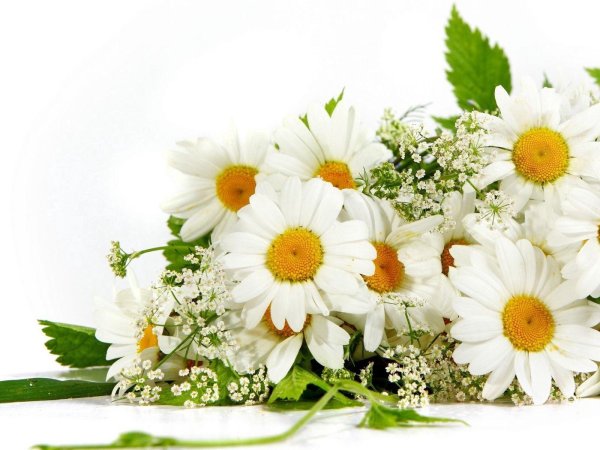 букет ромашек