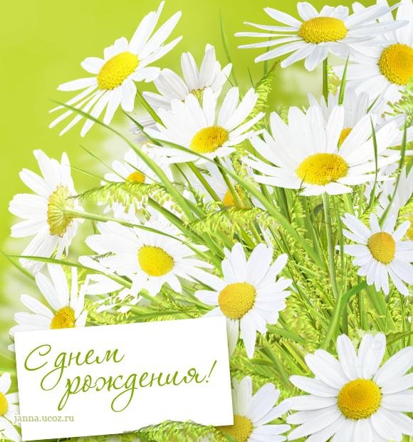 открытка с ромашками