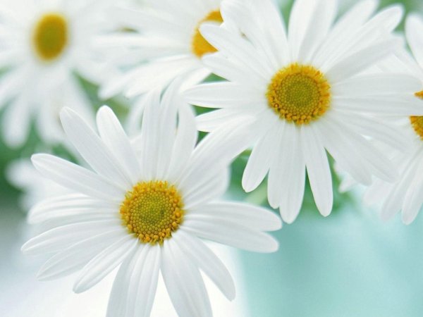 ромашки для наташки