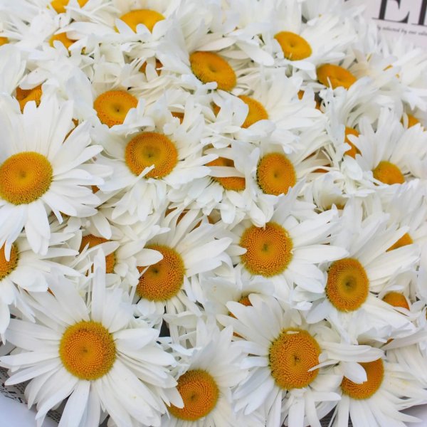 большие ромашки